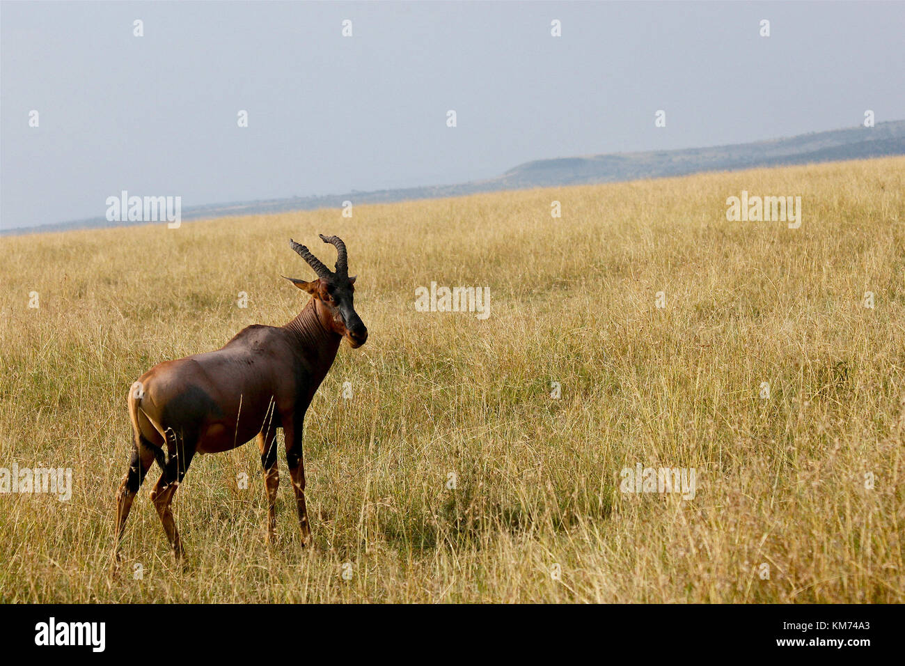 Topi (Damaliscus lunatus jimela) Masai Mara Foto de stock