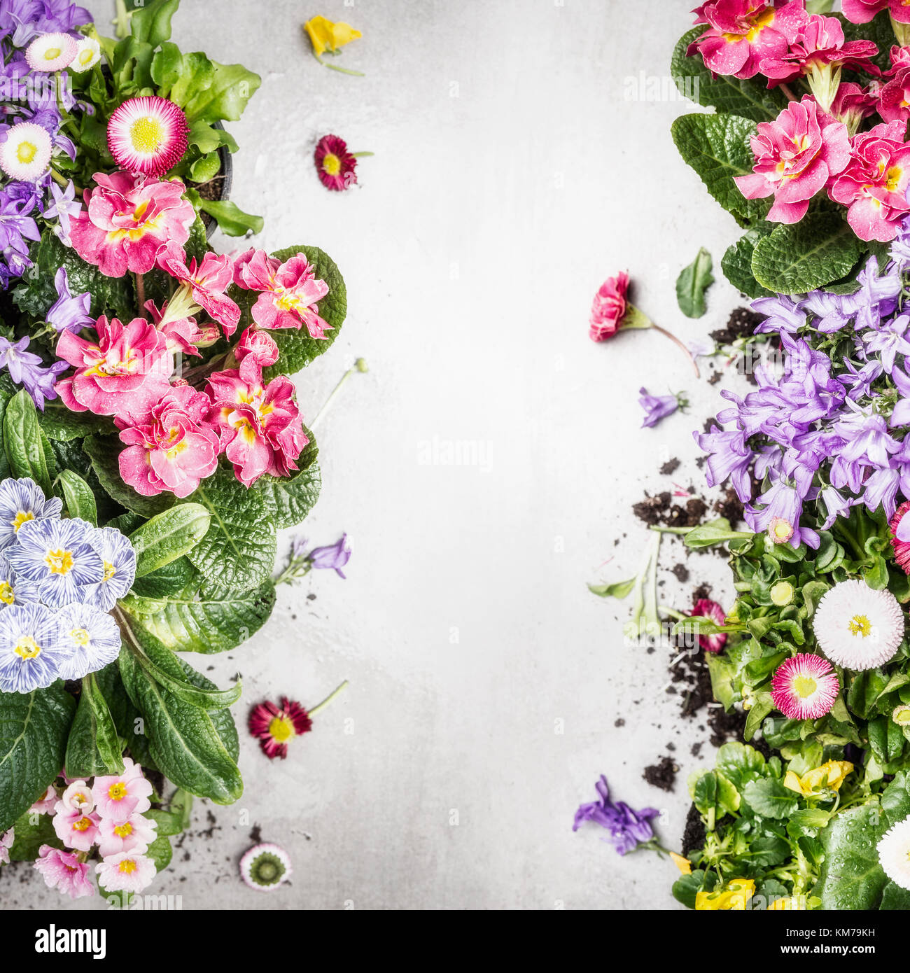Varias coloridas flores y plantas de jardín, vista superior, bastidor borde  floral Fotografía de stock - Alamy
