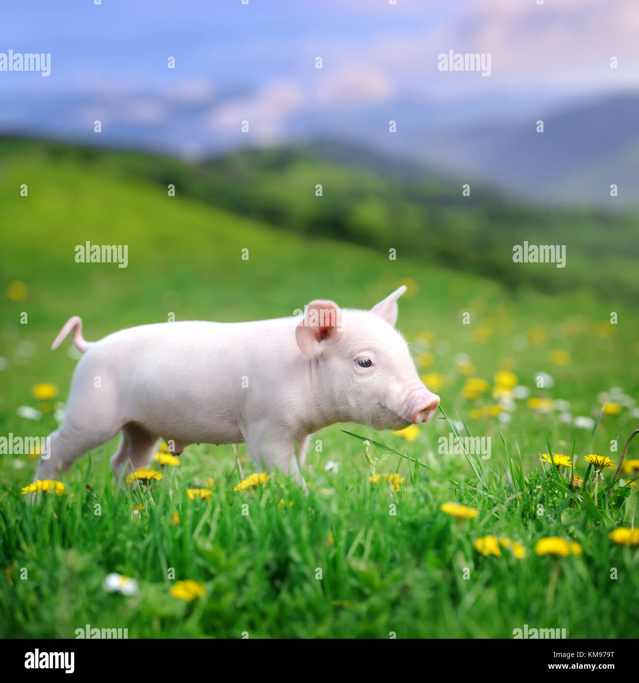 Cerdo joven en un muelle en praderas de césped verde Foto de stock