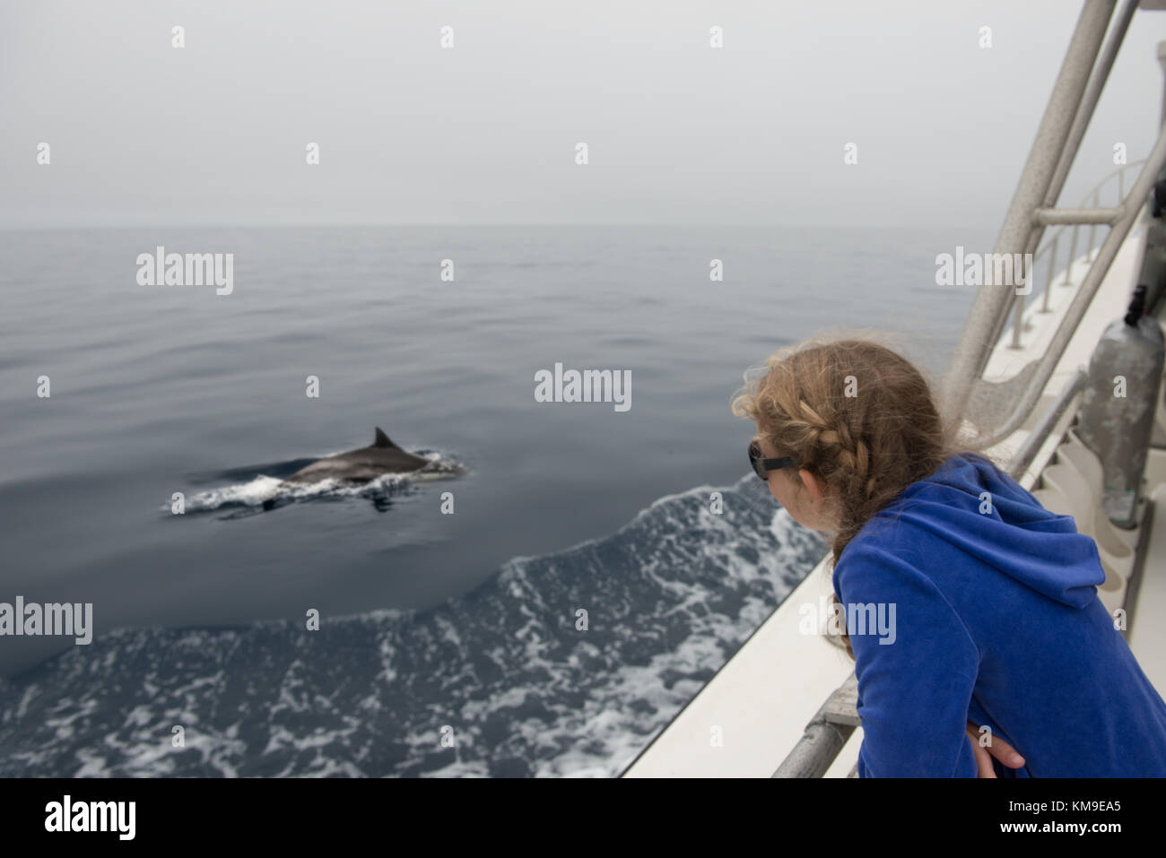 Niña mirando delfines nadando en el océano, California, Estados Unidos Foto de stock
