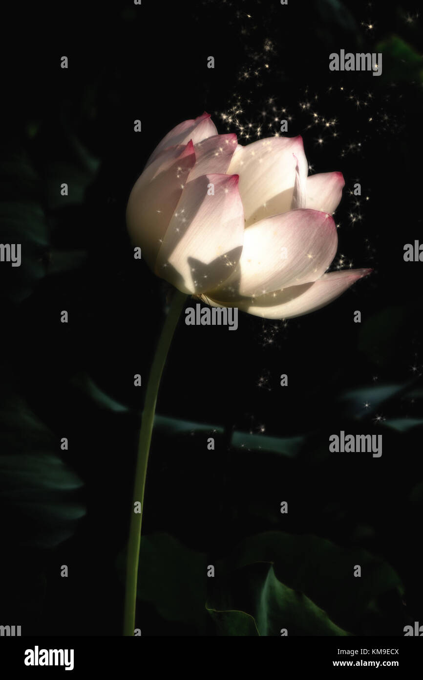 Detalle de una flor de lis retroiluminado con polvo de hada Foto de stock