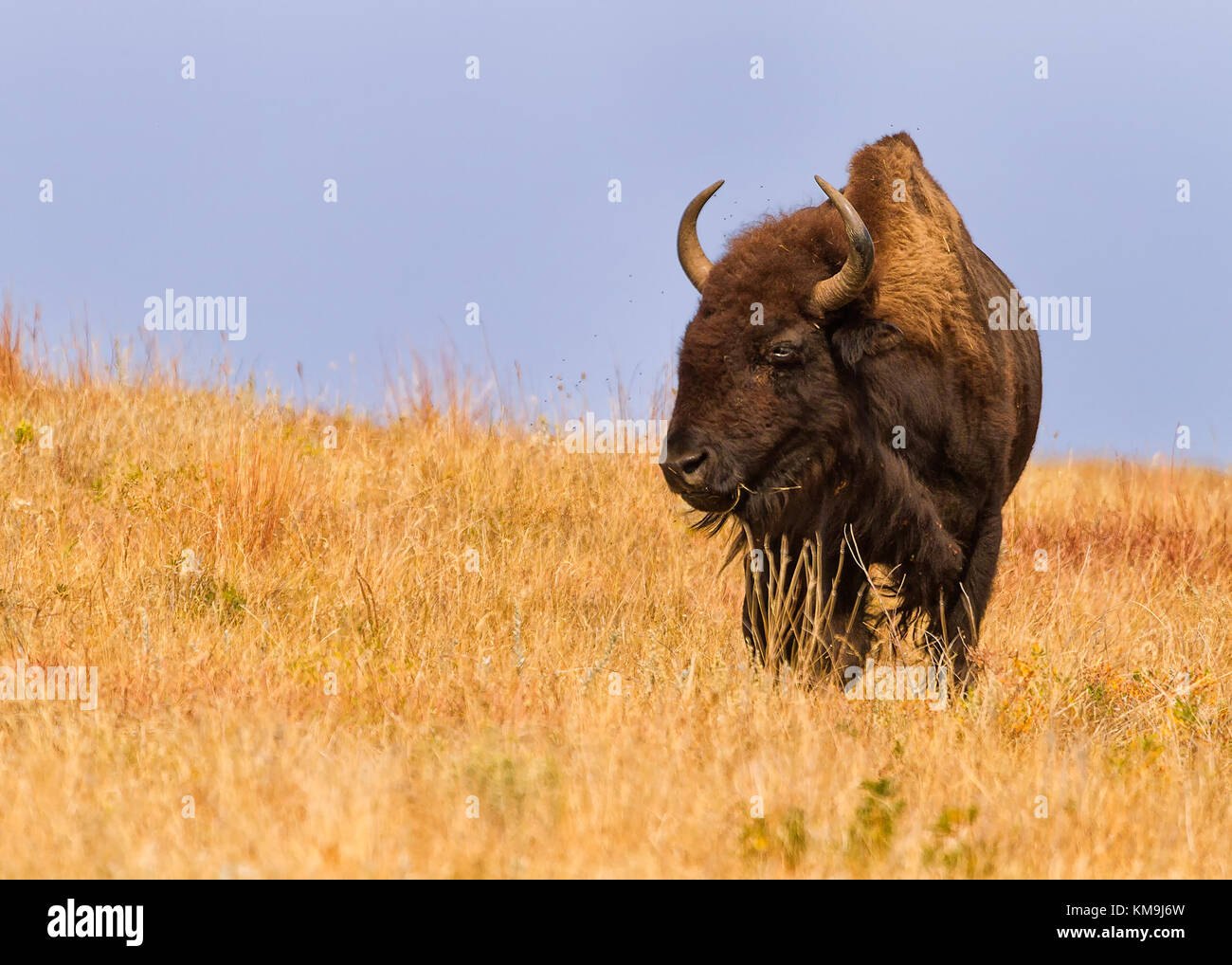 Majestic american buffalo (Bison bison) en Dakota del Sur Foto de stock