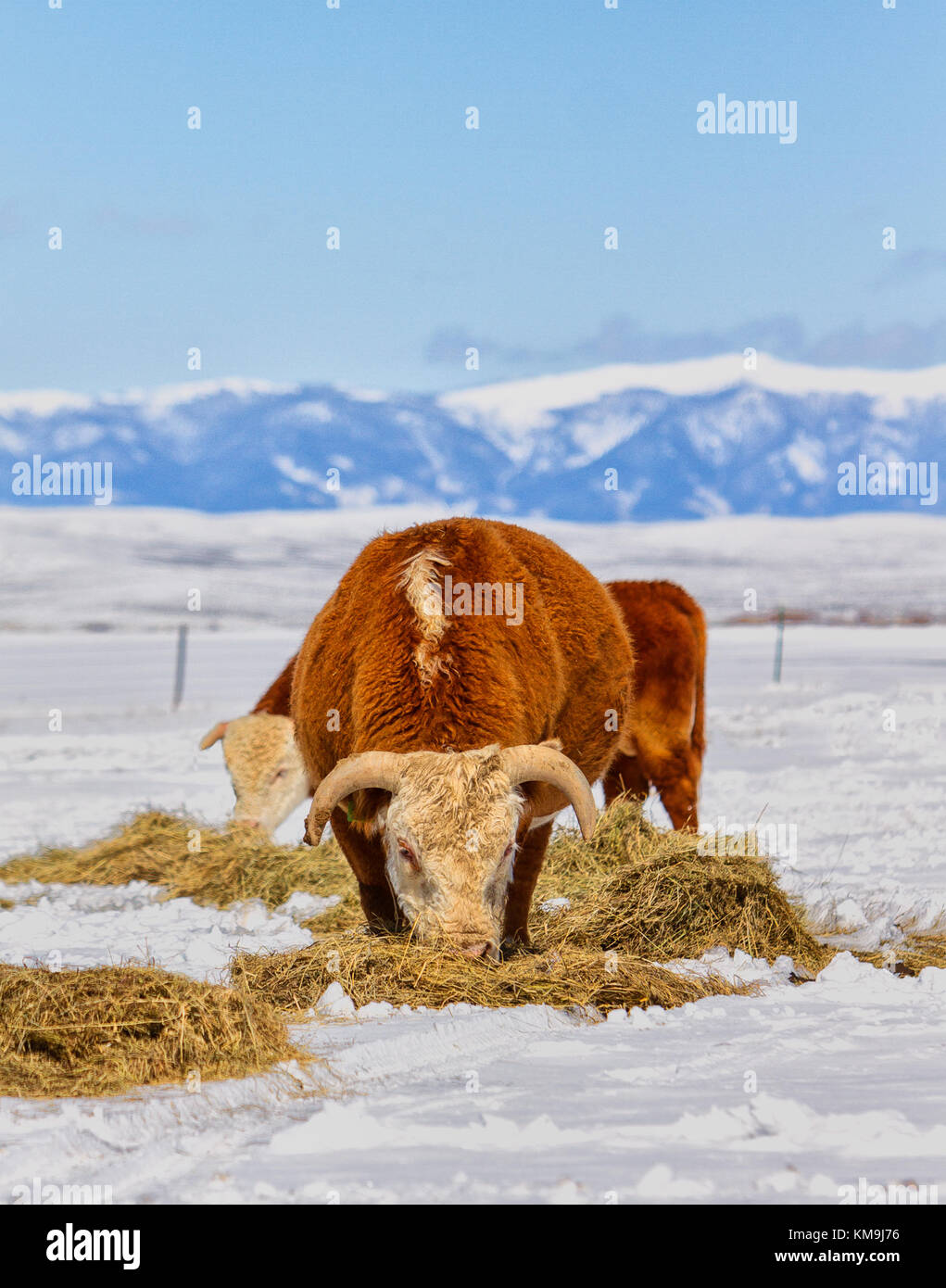 Nieve tardía en colorado's North Park dispone de ganaderos de codificación para alimentar ganado Foto de stock