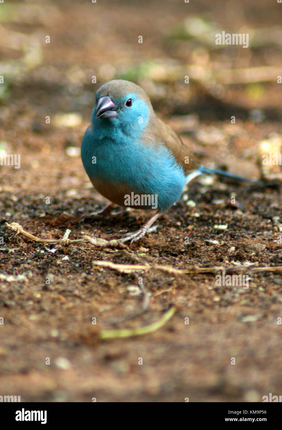 El Parque Nacional Kruger, reservas de Marloth Park, Azul waxbill de pie en el suelo, Uraeginthus angolensis Foto de stock