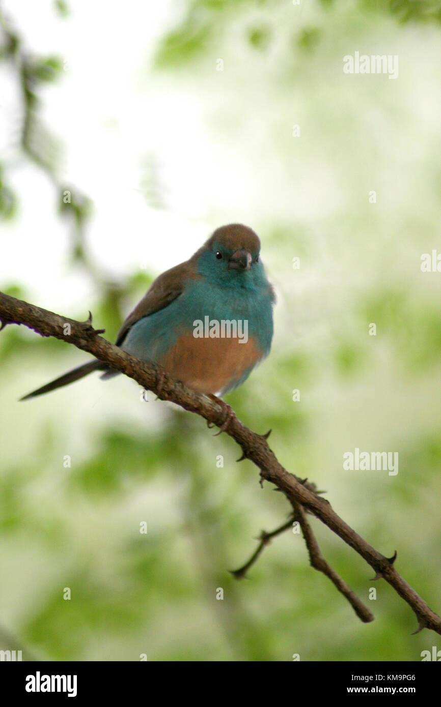 El Parque Nacional Kruger, reservas de Marloth Park, Azul waxbill sentado en una rama, Uraeginthus angolensis Foto de stock