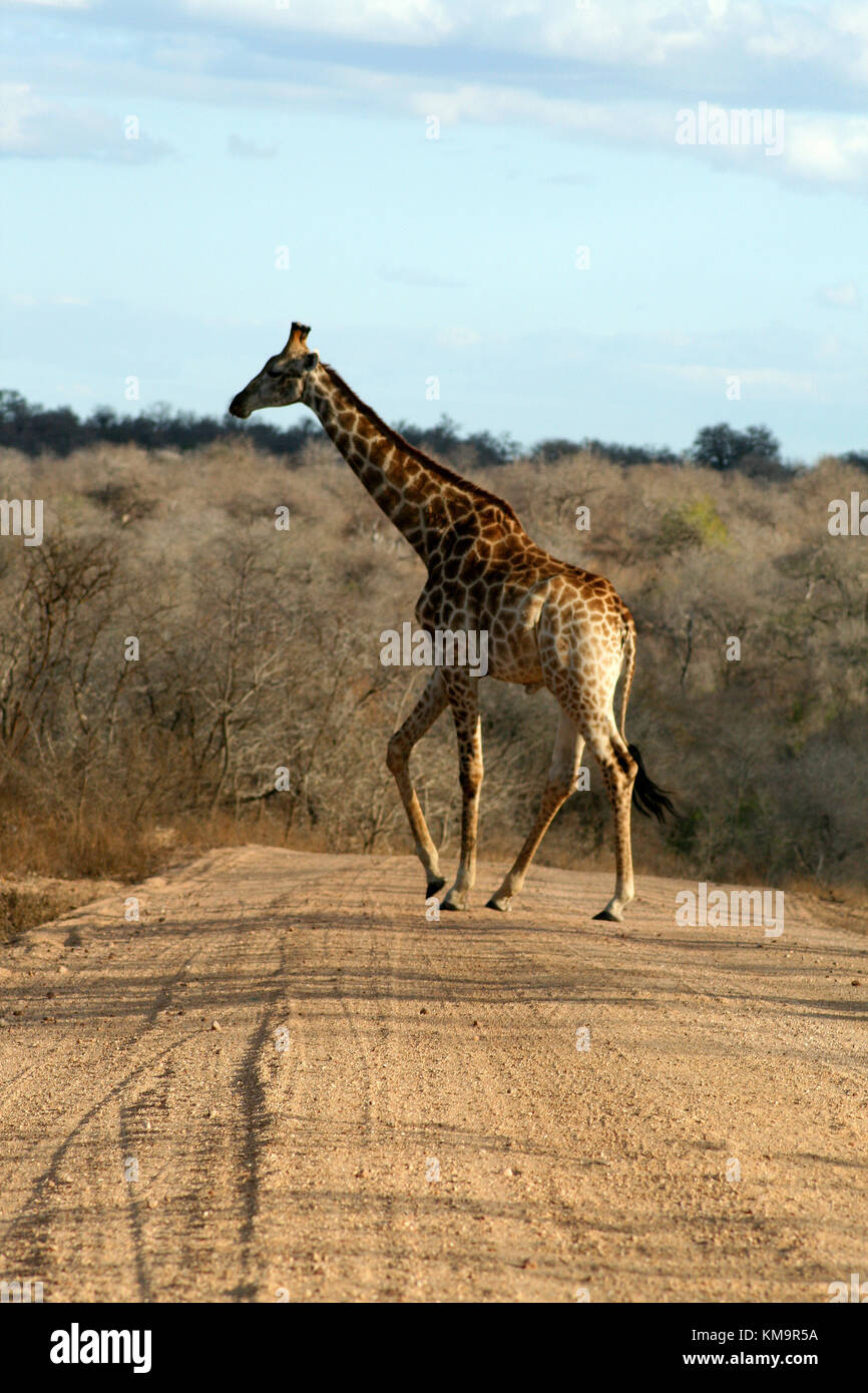 El Parque Nacional Kruger, jirafas, caminando a través de un camino de tierra, Giraffa camelopardalis Foto de stock