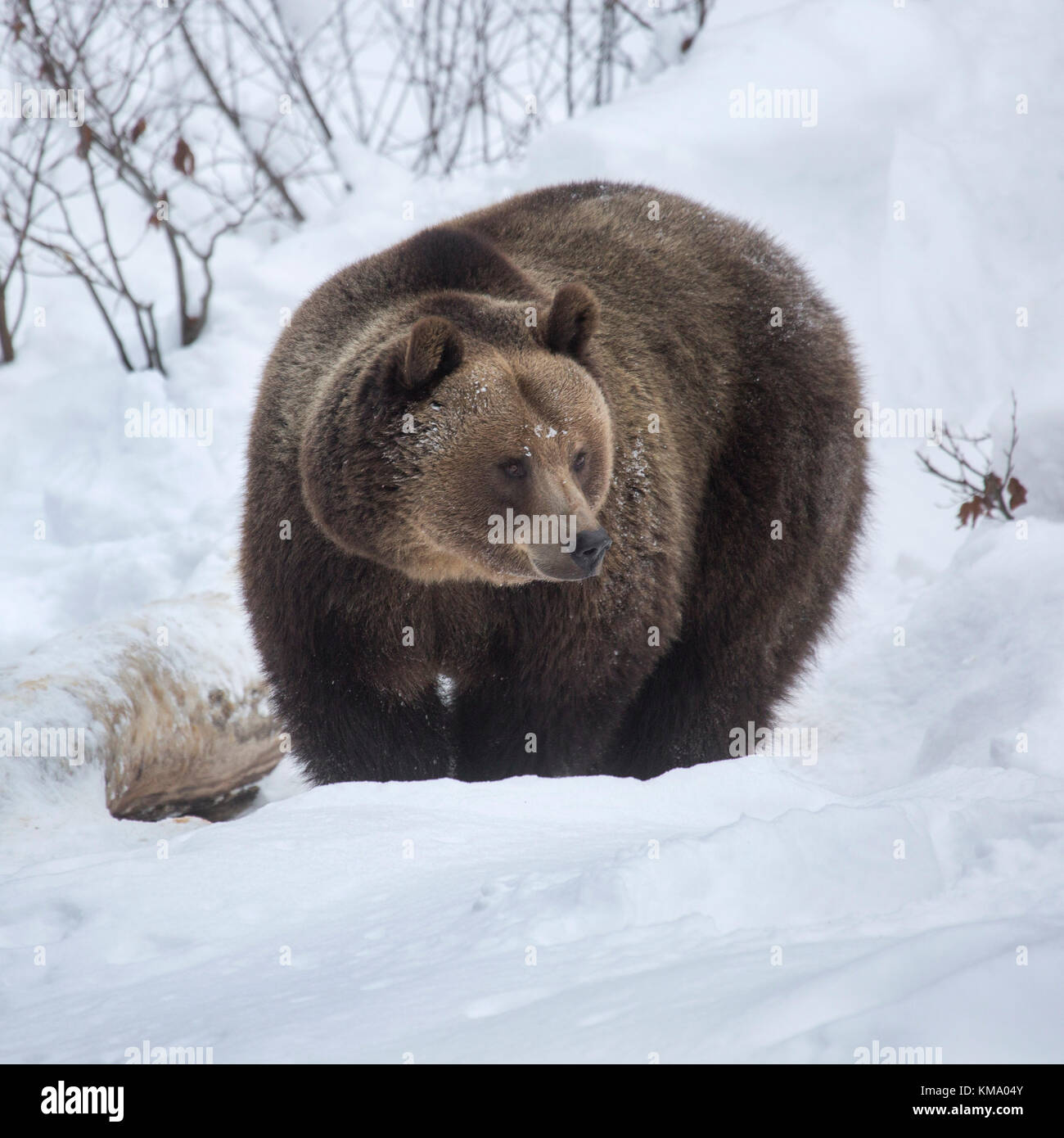 Unión oso pardo (ursus arctos arctos) forrajeando en la profundidad de la nieve en invierno Foto de stock