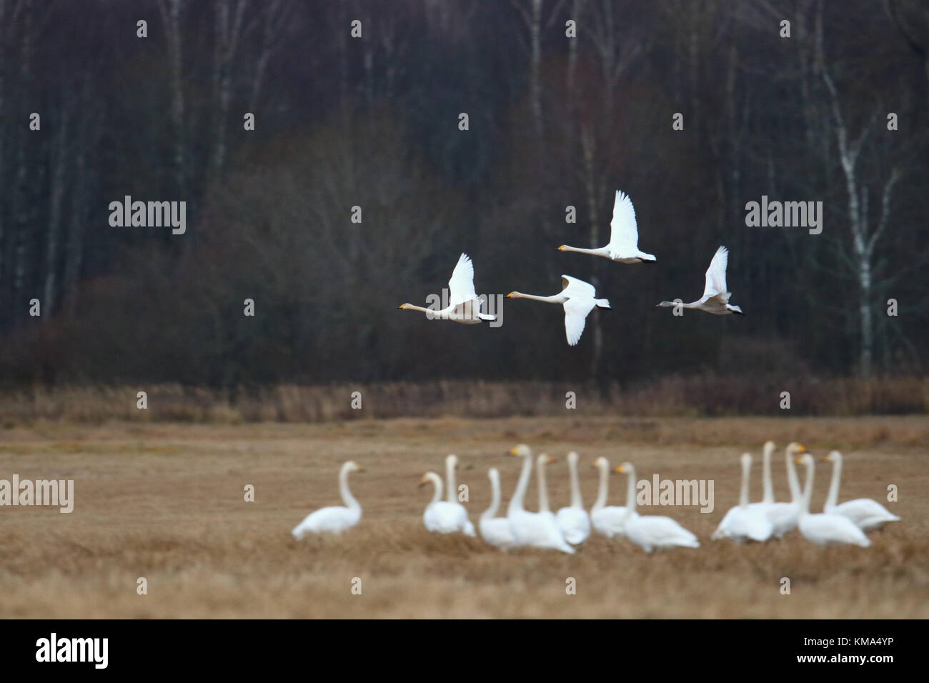 Migración de cisnes cantores (Cygnus cygnus) en otoño, Estonia. Foto de stock