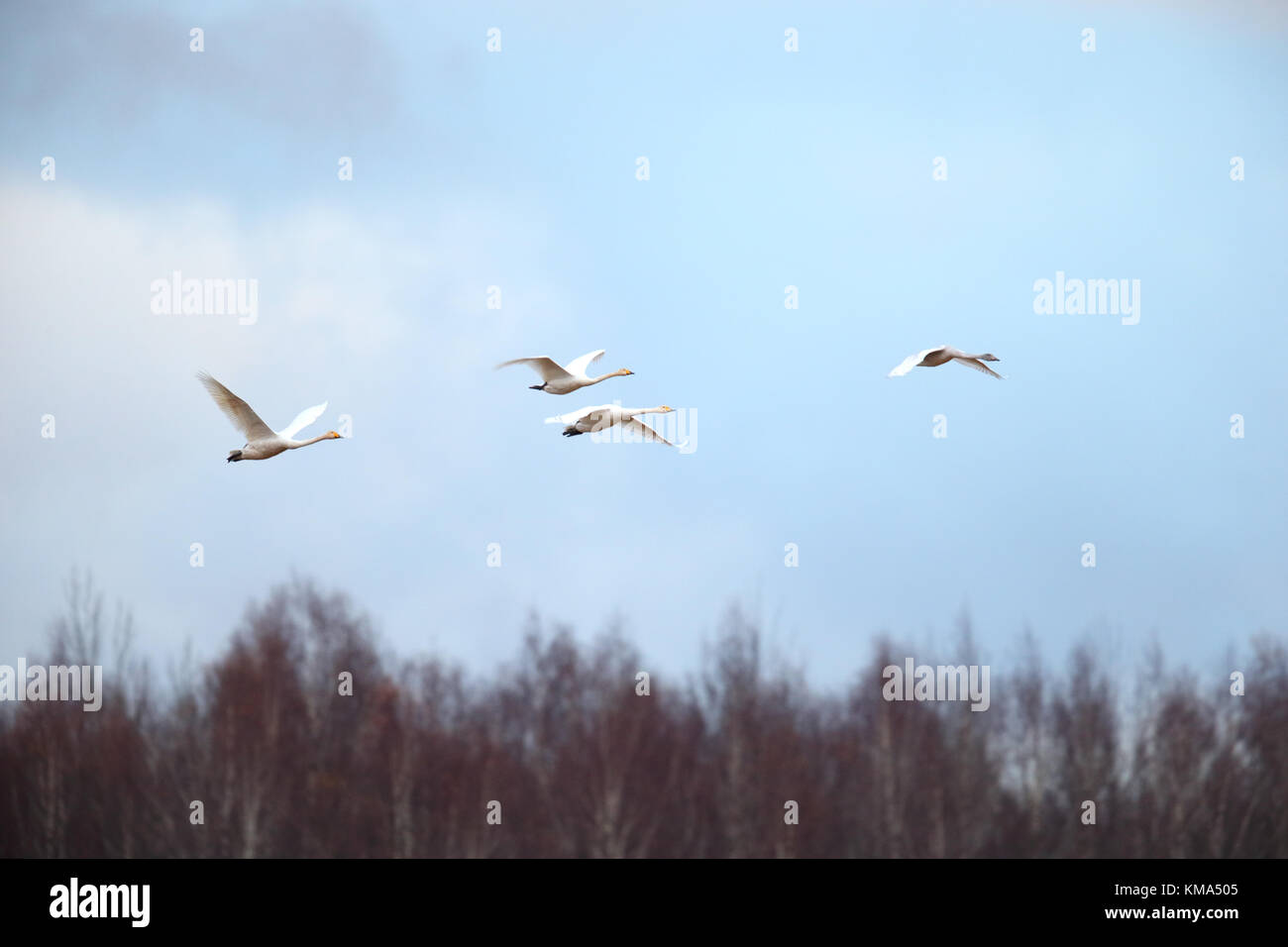 Migración de cisnes cantores (Cygnus cygnus) en otoño, Estonia. Foto de stock