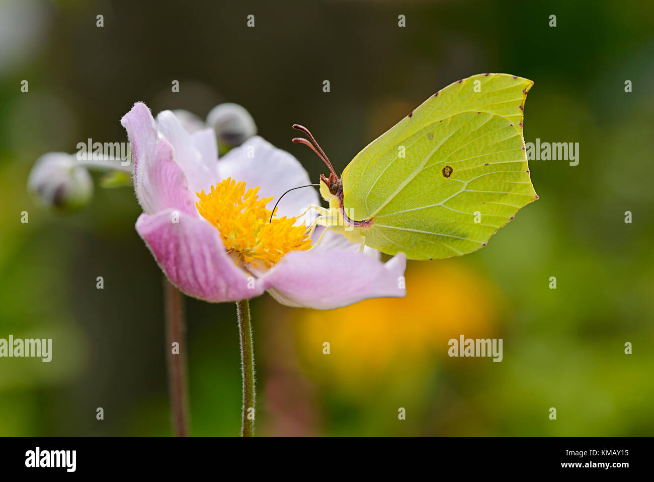 Un amarillo Brimstone Butterfly ( Gonepteryx rhamni ) alimentándose de néctar de una anémona japonesa de floración. Foto de stock