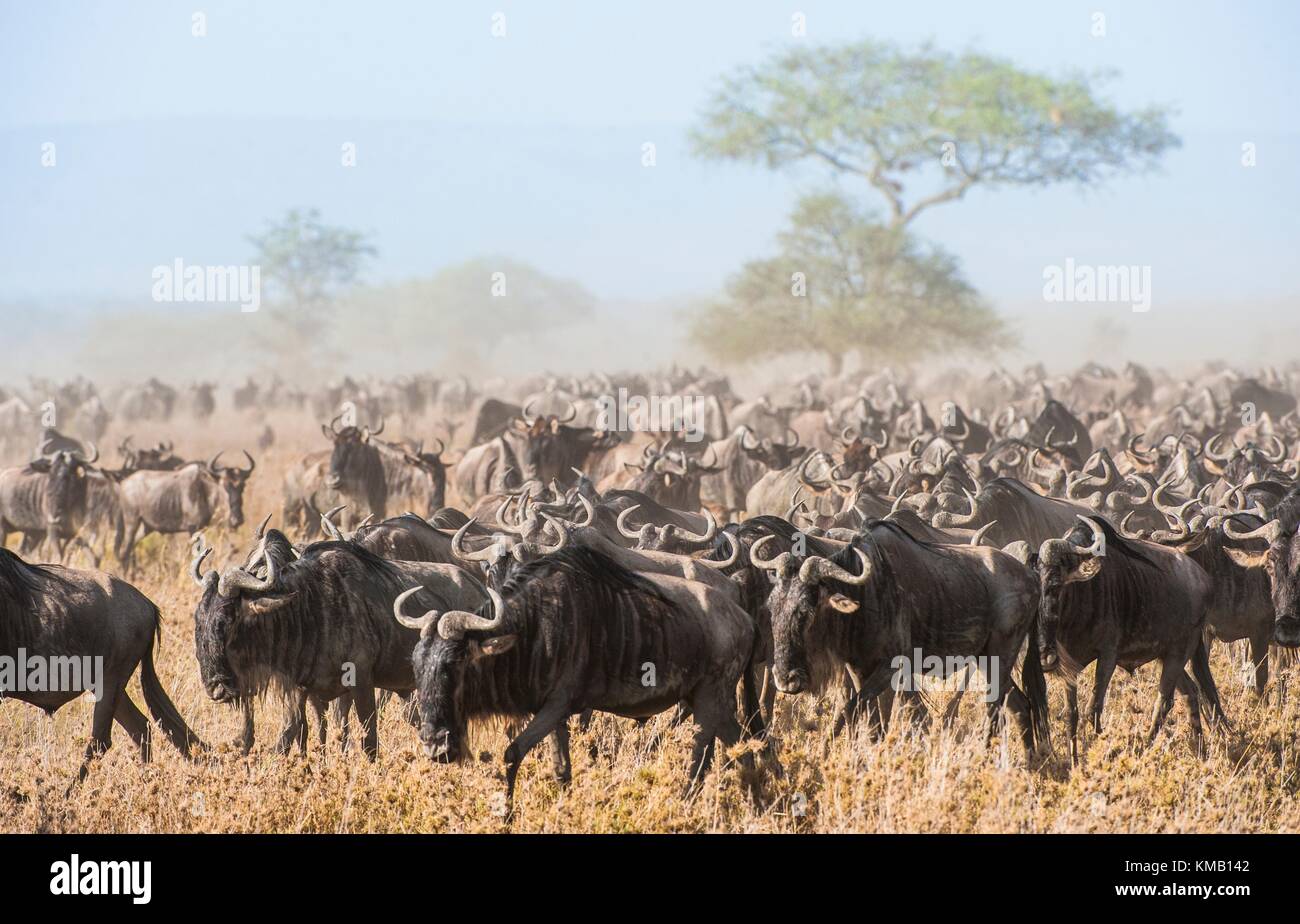 La migración de los ñus. la manada de antílopes migrando va en polvorientas sabanas. los ñus, también llamado ñús o wildebai, son un género de antílopes, Foto de stock