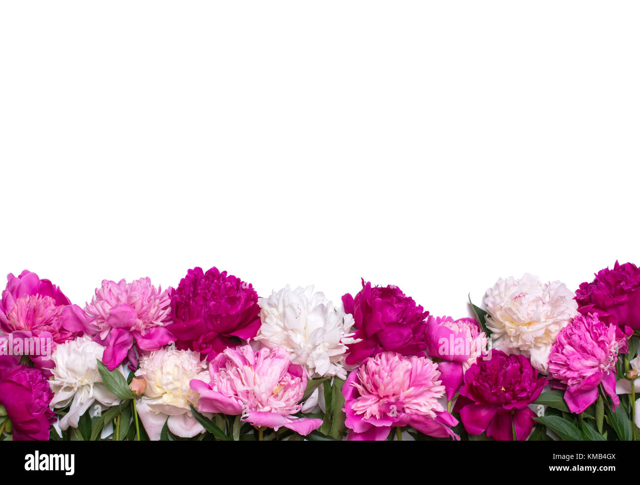 Borde de peonías aislado sobre un fondo blanco. diseño floral Foto de stock