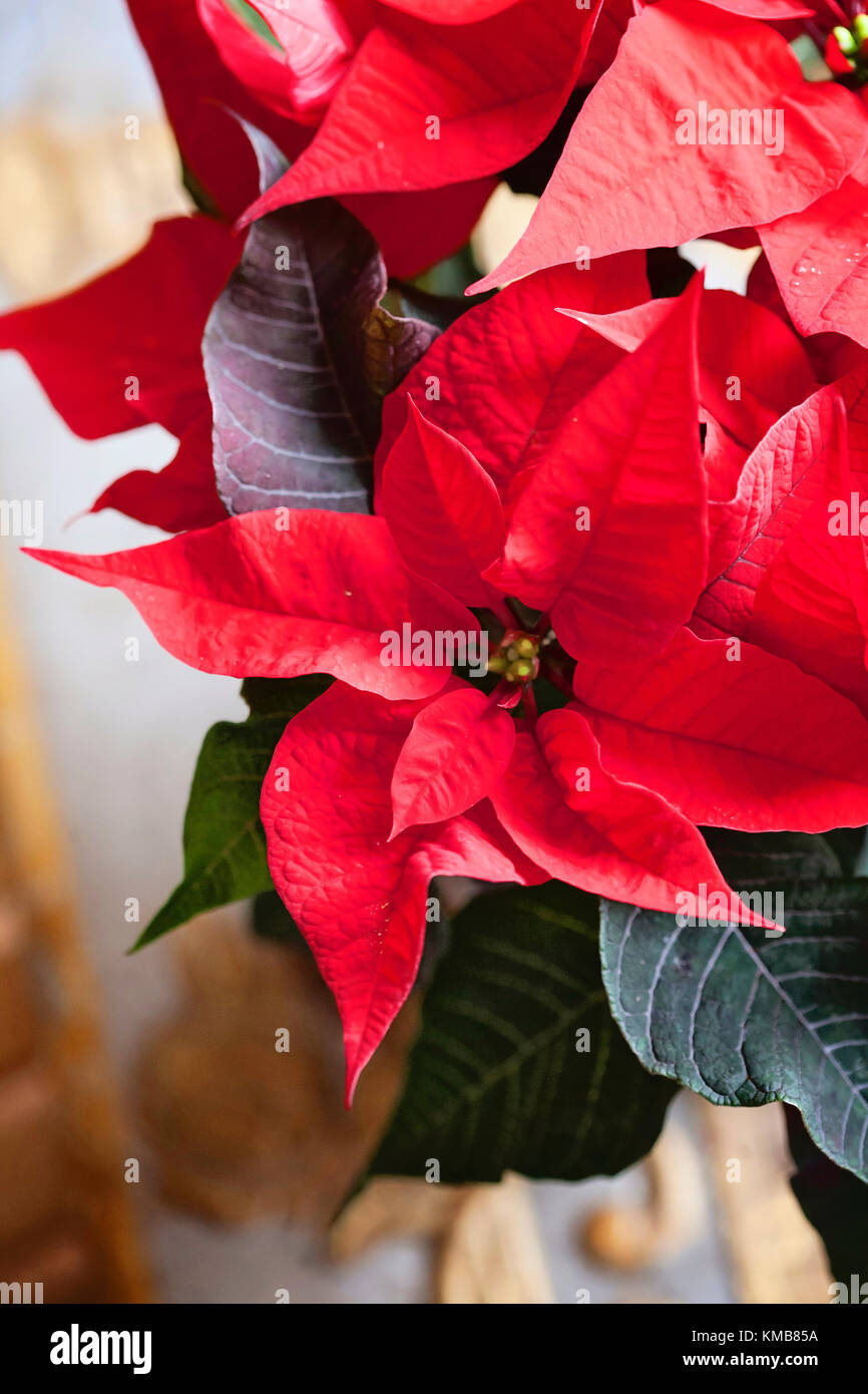 Flor estrella roja fotografías e imágenes de alta resolución - Página 7 -  Alamy