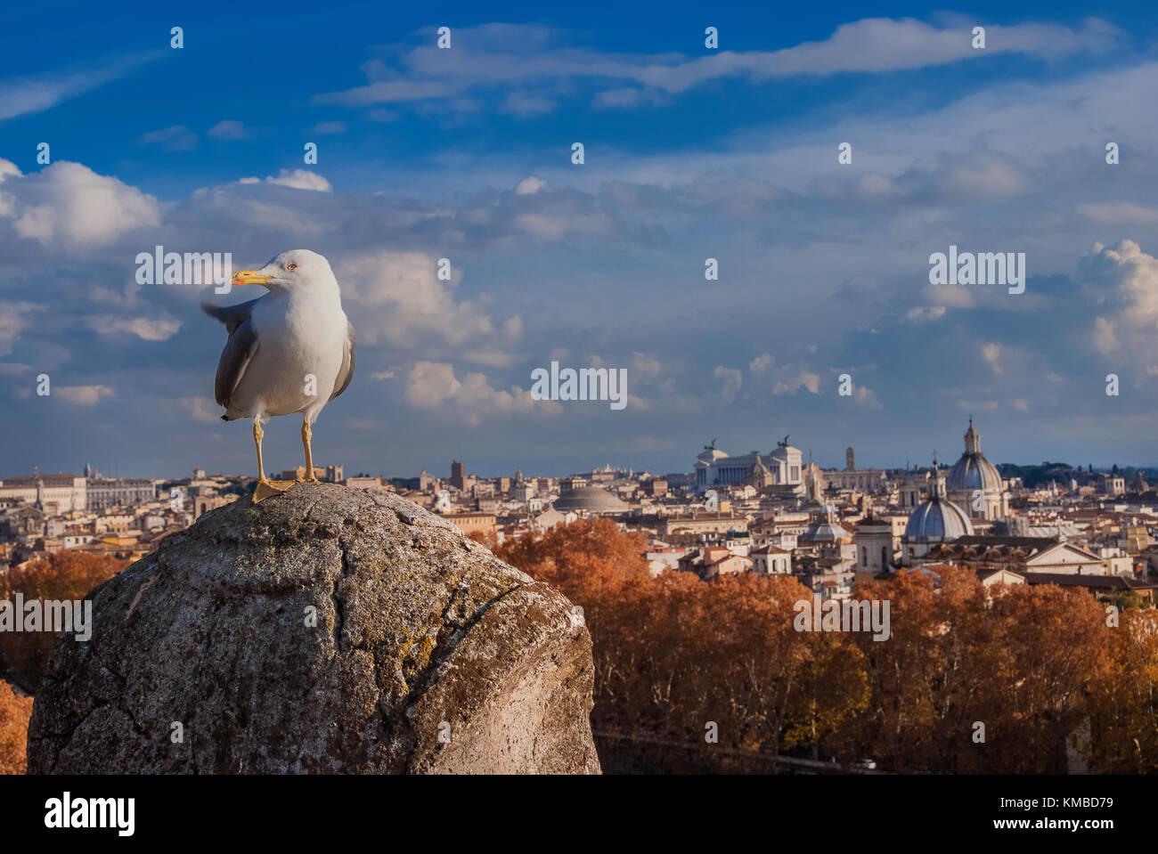 Seagull con el centro histórico de Roma skyline al atardecer Foto de stock