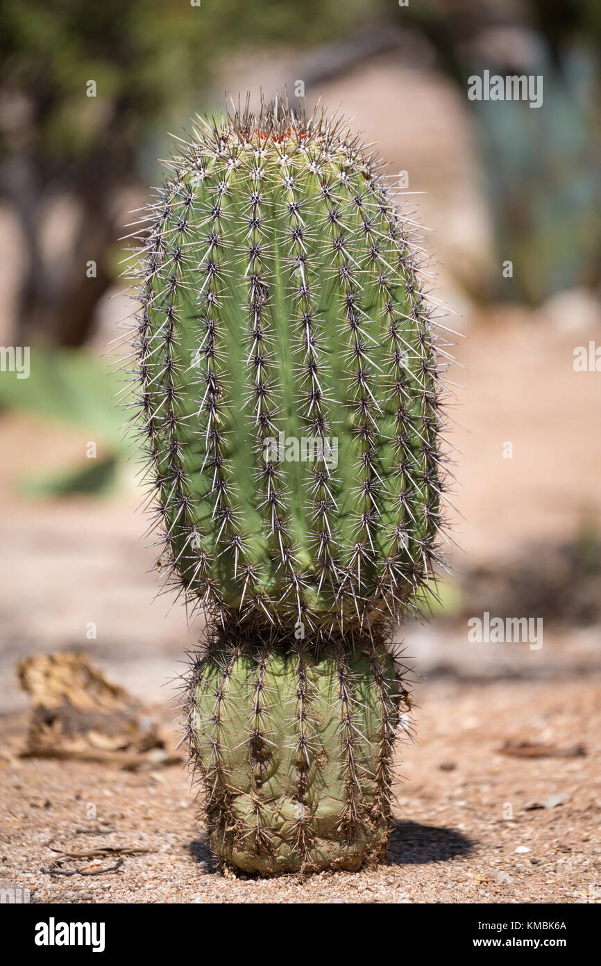 Anzuelo Cactus Barril (Ferocactus wislizeni), Tucson, Arizona, EE.UU. Foto de stock