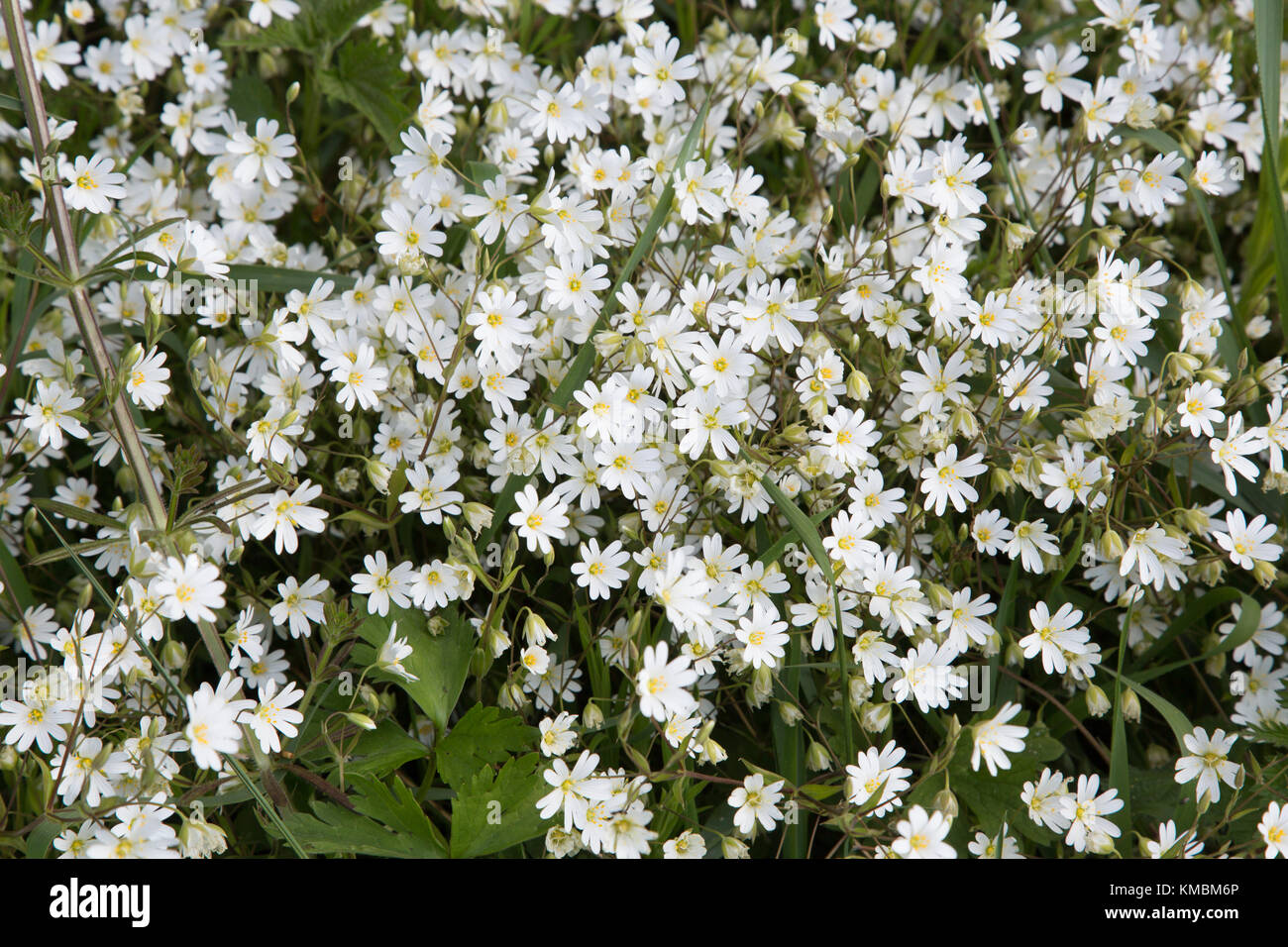 Pequeñas flores blancas fotografías e imágenes de alta resolución - Alamy