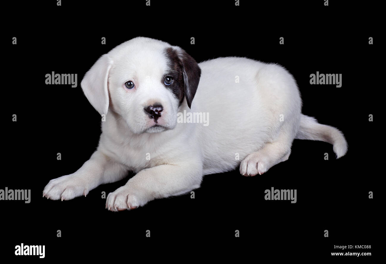 Mezcla de labrador cachorro bulldog y aislados en negro Fotografía de stock  - Alamy