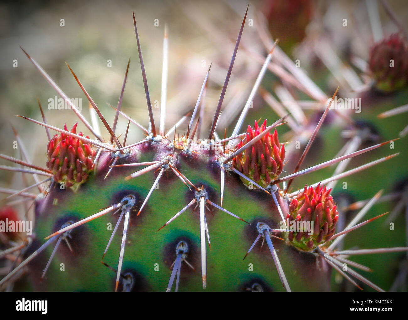 Close-up de espinas de cactus Foto de stock