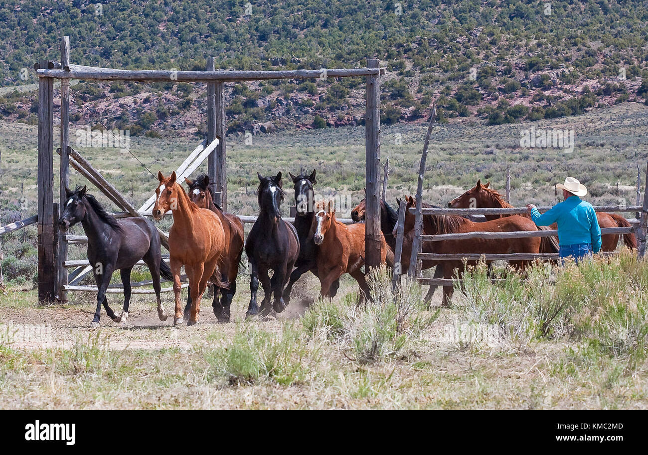 Cowboy cuadra corriendo caballos liberados desde un corral en Colorado Foto de stock