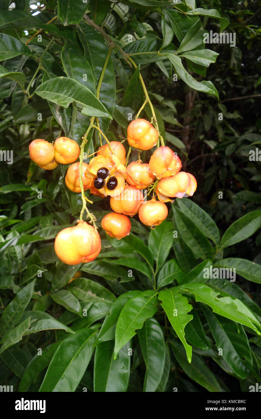 Frutas de naranja por Robertson (Rhysotoechia Tuckeroo robertsonii), un árbol endémico de la selva húmeda tropical del norte de Queensland, Australia Foto de stock