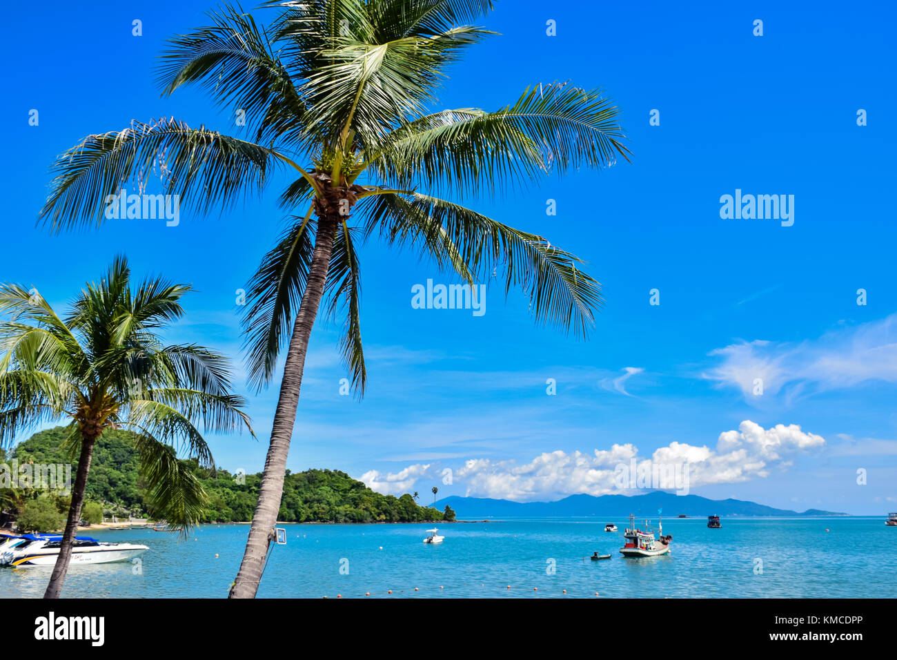 Hermosos cocoteros tropicales en Tailandia playa de la isla de Samui, famoso destino de vacaciones Foto de stock