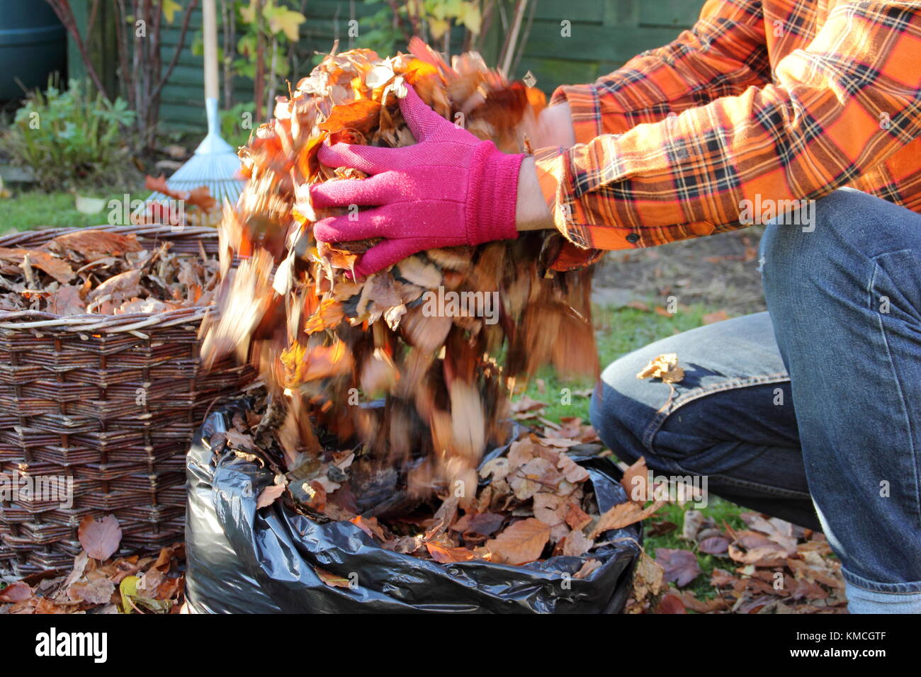 Hojas de otoño están reunidos en una bolsa de plástico negra para hacer el molde de hoja por el proceso de putrefacción hacia abajo durante el almacenamiento de invierno en un jardín inglés Foto de stock