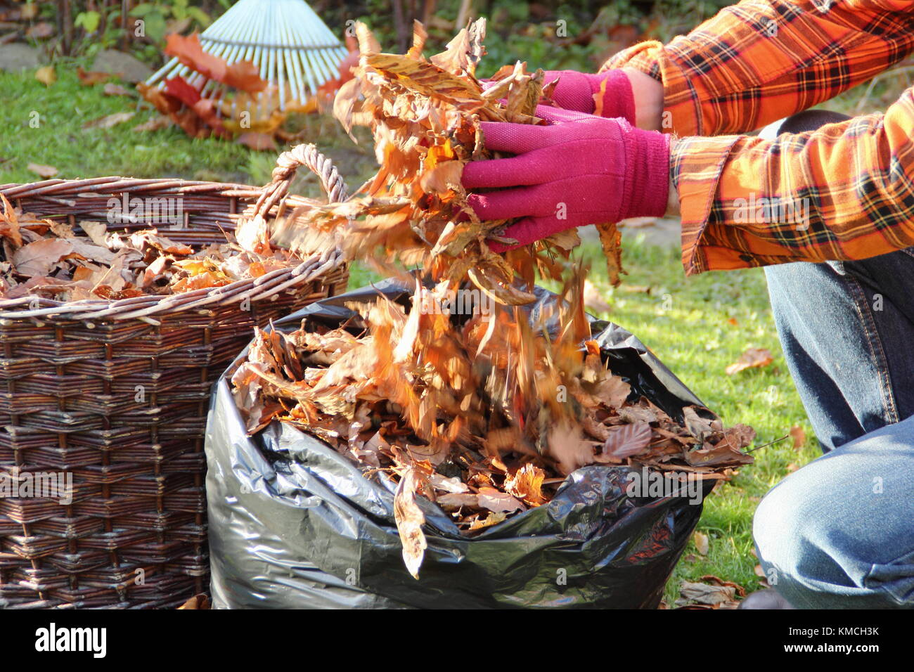 Hojas de otoño están reunidos en una bolsa de plástico negra para hacer el molde de hoja por el proceso de putrefacción hacia abajo durante el almacenamiento de invierno en un jardín inglés Foto de stock