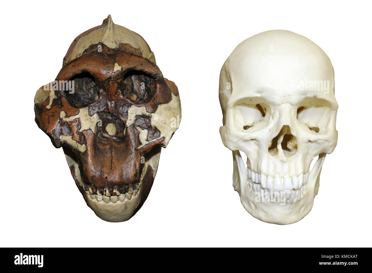 Hombre cascanueces Australopithecus boisei vs Homo sapiens cráneo Foto de stock