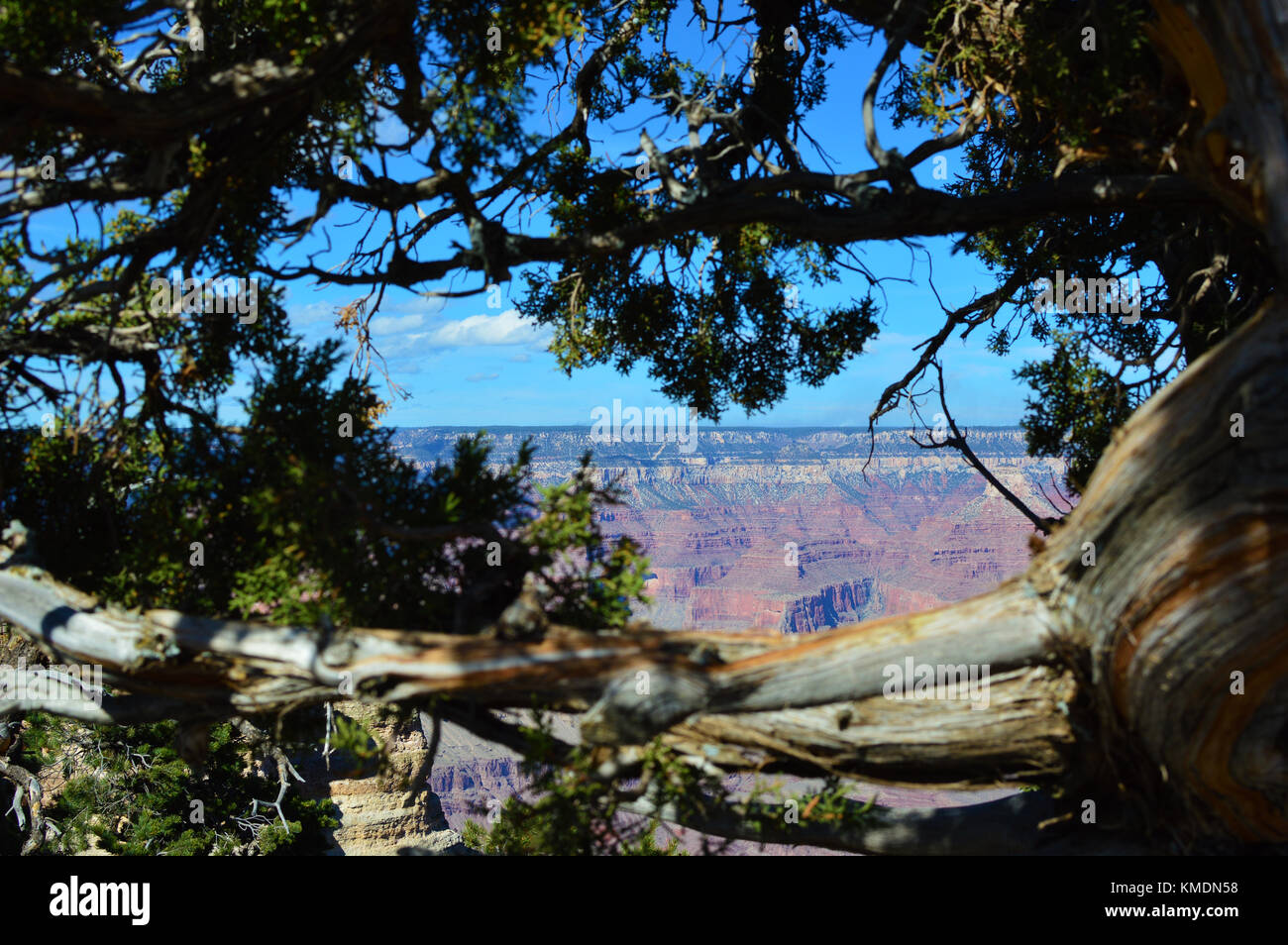 Una vista del gran cañón con árboles en primer plano, Arizona, EE.UU. uno de la maravilla del mundo. Foto de stock