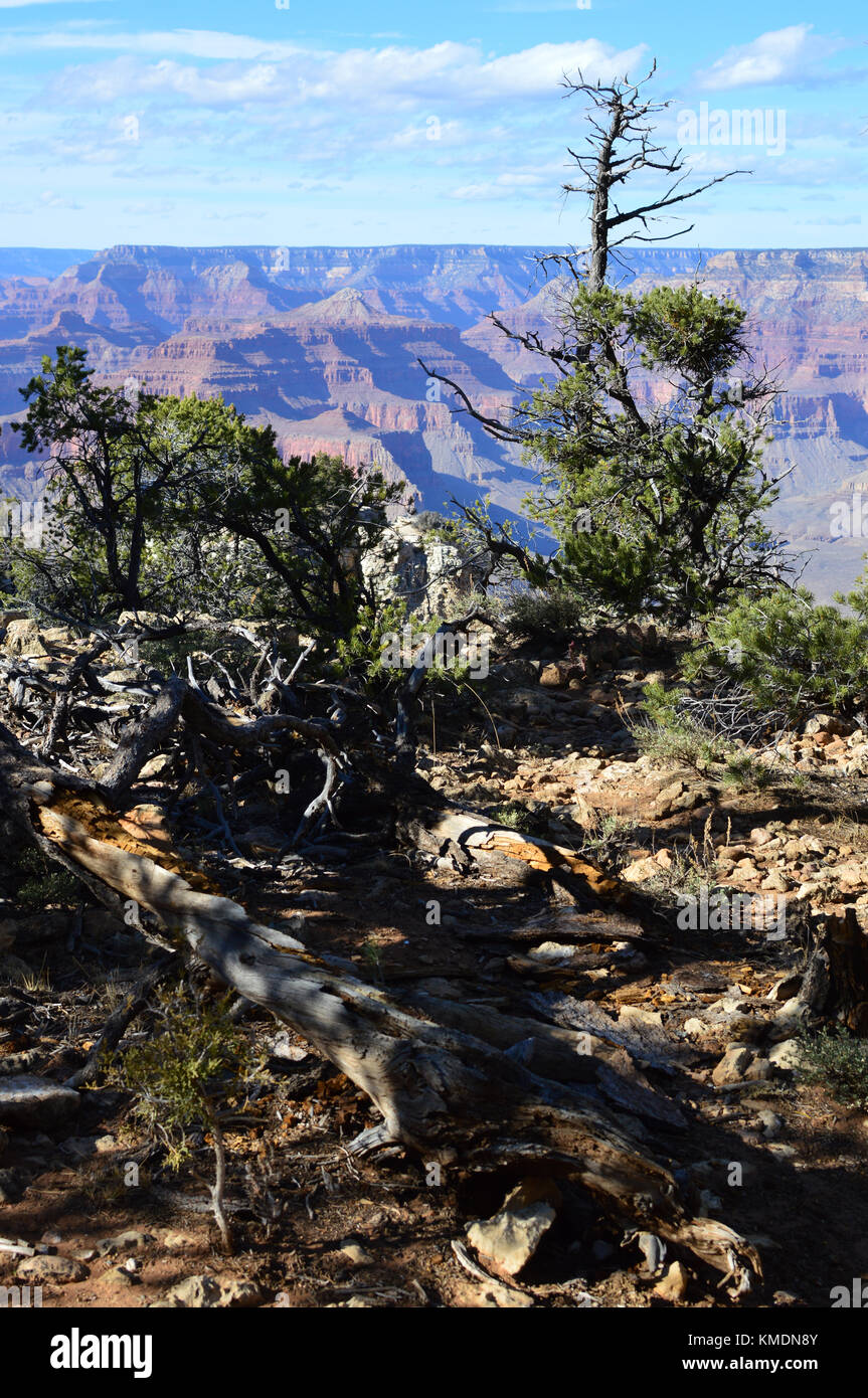 Una vista de la Grand Canyon, árboles en primer plano con contraste oscuro en las sombras, Arizona, EE.UU. uno de la maravilla del mundo. Foto de stock
