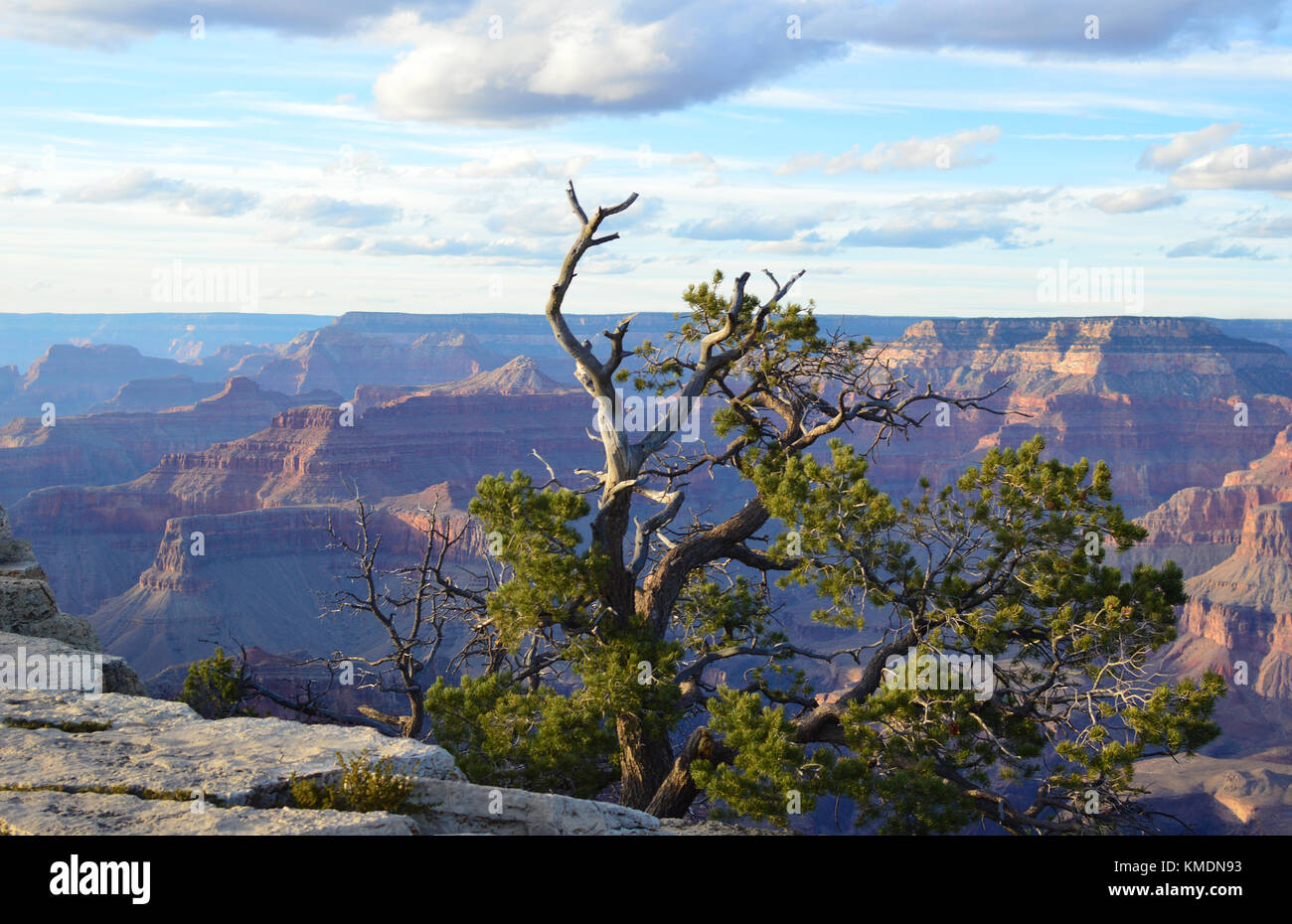 Una vista del gran cañón con árbol en el cañón, en primer plano, Arizona, EE.UU. uno de la maravilla del mundo. Foto de stock