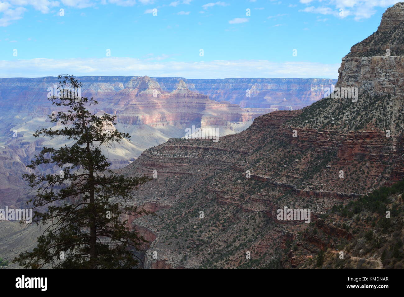 Una vista del gran cañón con árbol en primer plano, Arizona, EE.UU. uno de la maravilla del mundo. Foto de stock