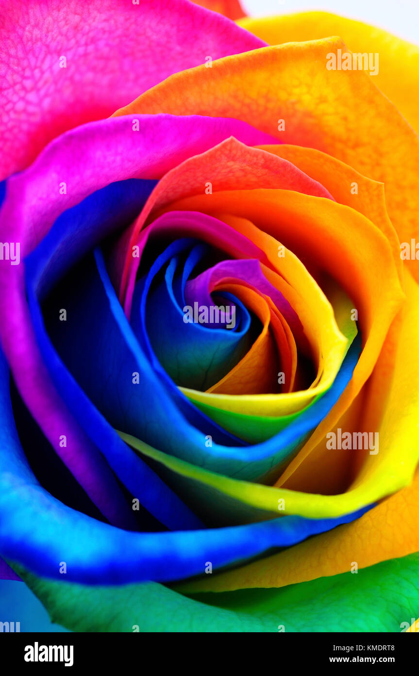 Multicolores flores rosas : rainbow flor con pétalos de color Fotografía de  stock - Alamy