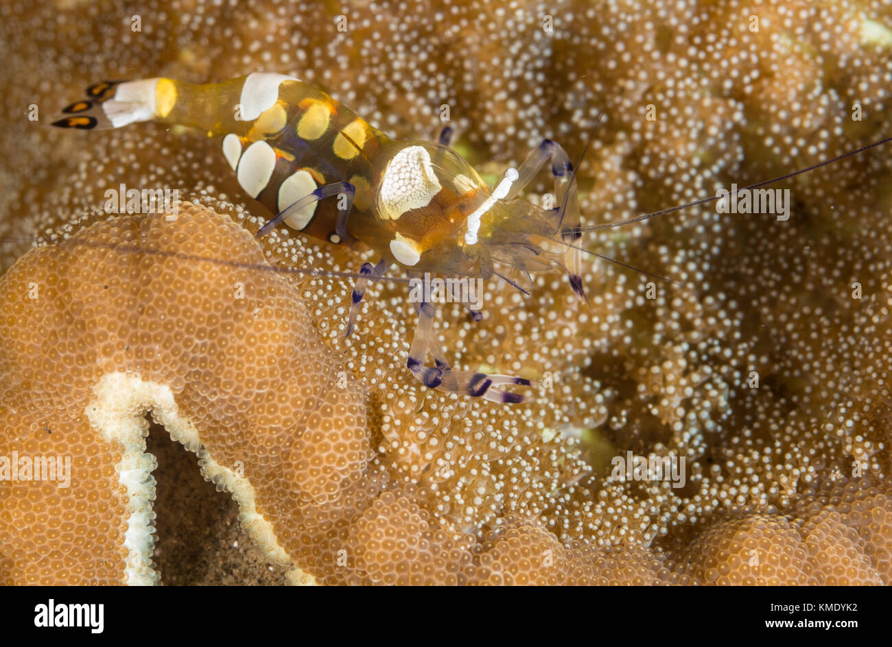 Camarón anémona de cristal sobre un coral Foto de stock