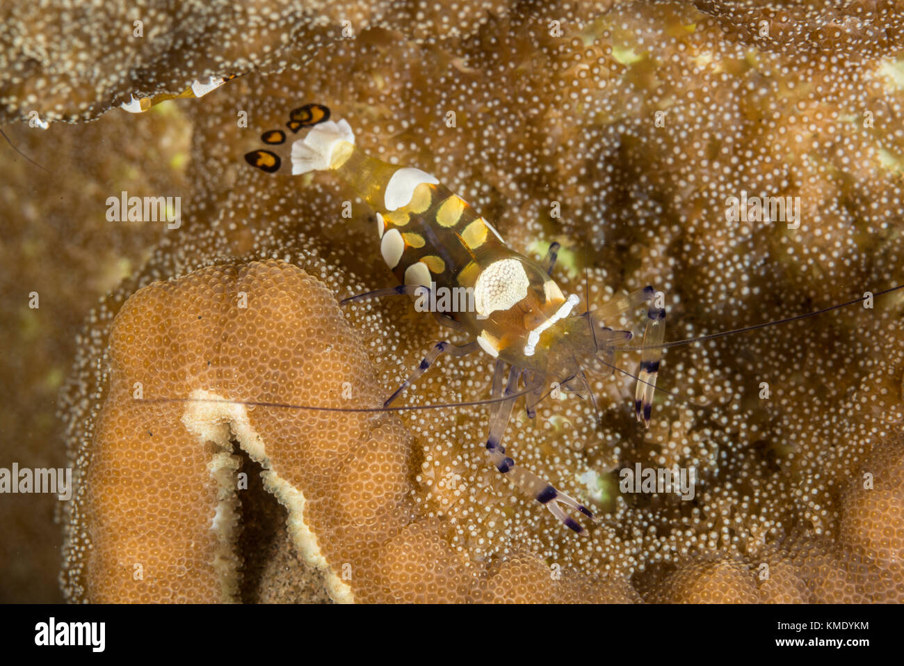 Camarón anémona de cristal sobre un coral Foto de stock