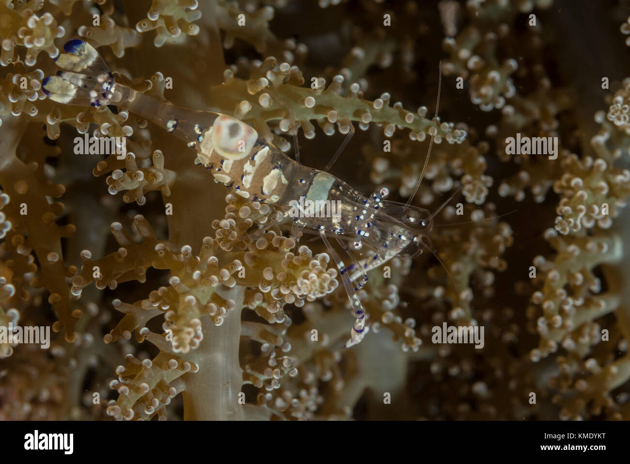 Camarón anémona de vidrio en un coral blando Foto de stock