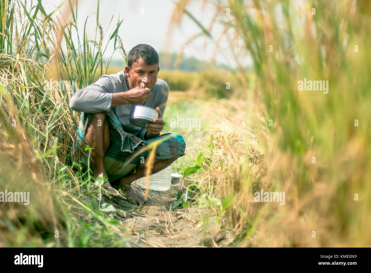 Los campos de arroz y la cosecha de arroz Foto de stock