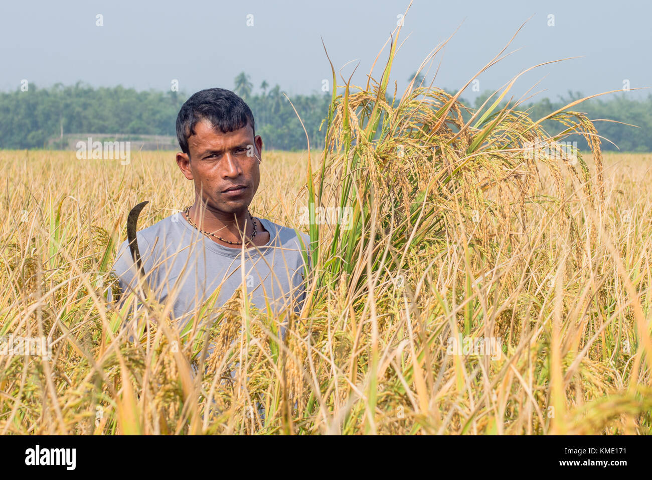 Los campos de arroz y la cosecha de arroz Foto de stock