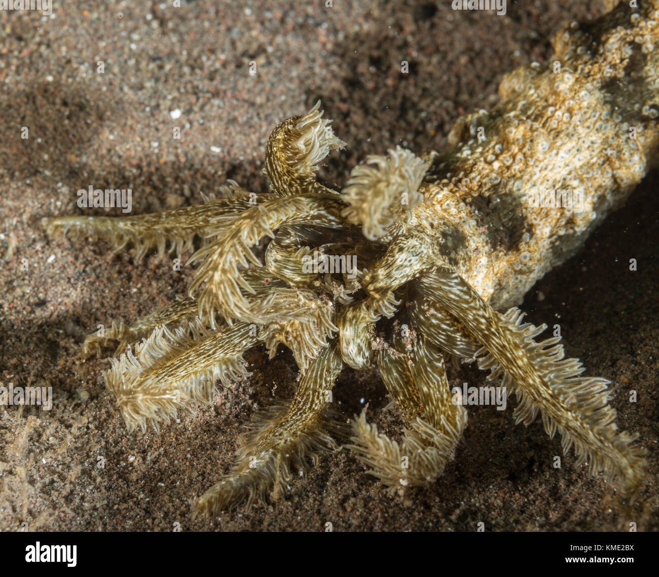 Detalle de un pepino de mar Foto de stock