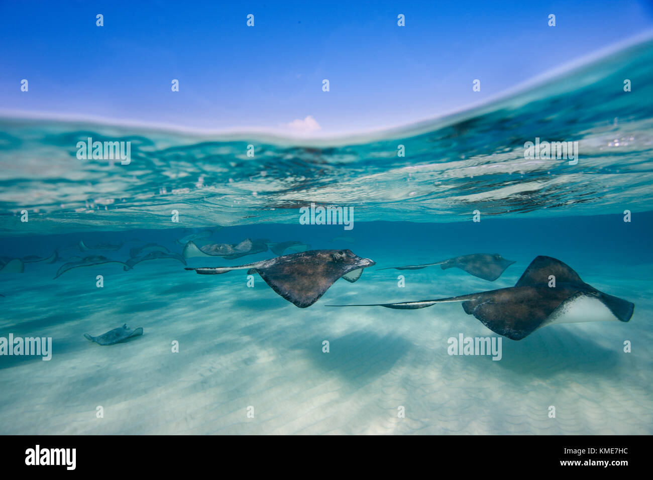 Fotografiar pastinaca americana en el sitio de buceo conocido como Arena Foto de stock