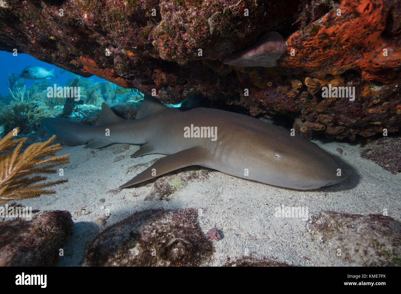 Un tiburón nodriza descansa sobre un fondo de arena bajo una cornisa de coral. Foto de stock