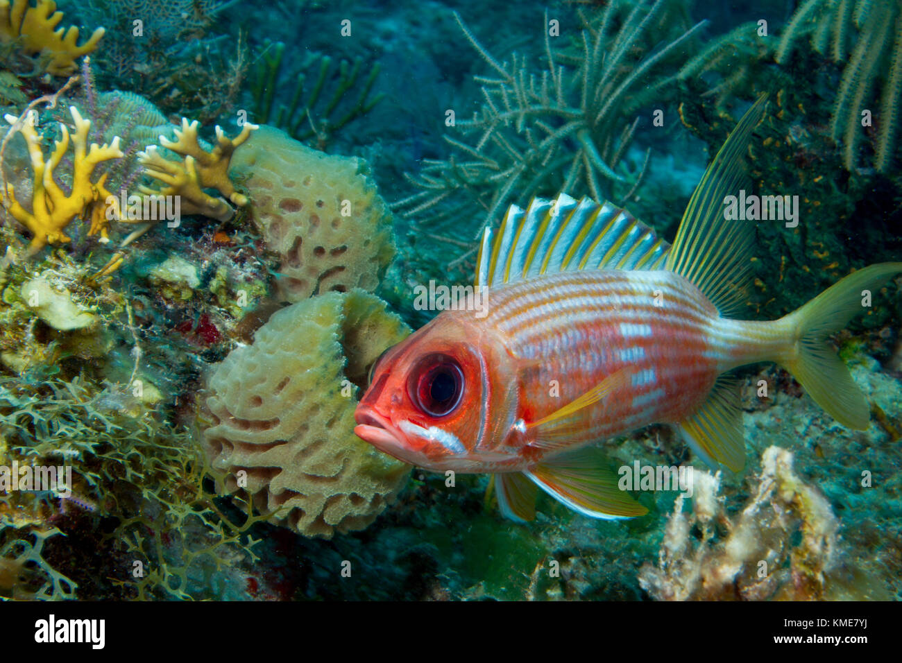 Cautelosos squirrelfish. Foto de stock