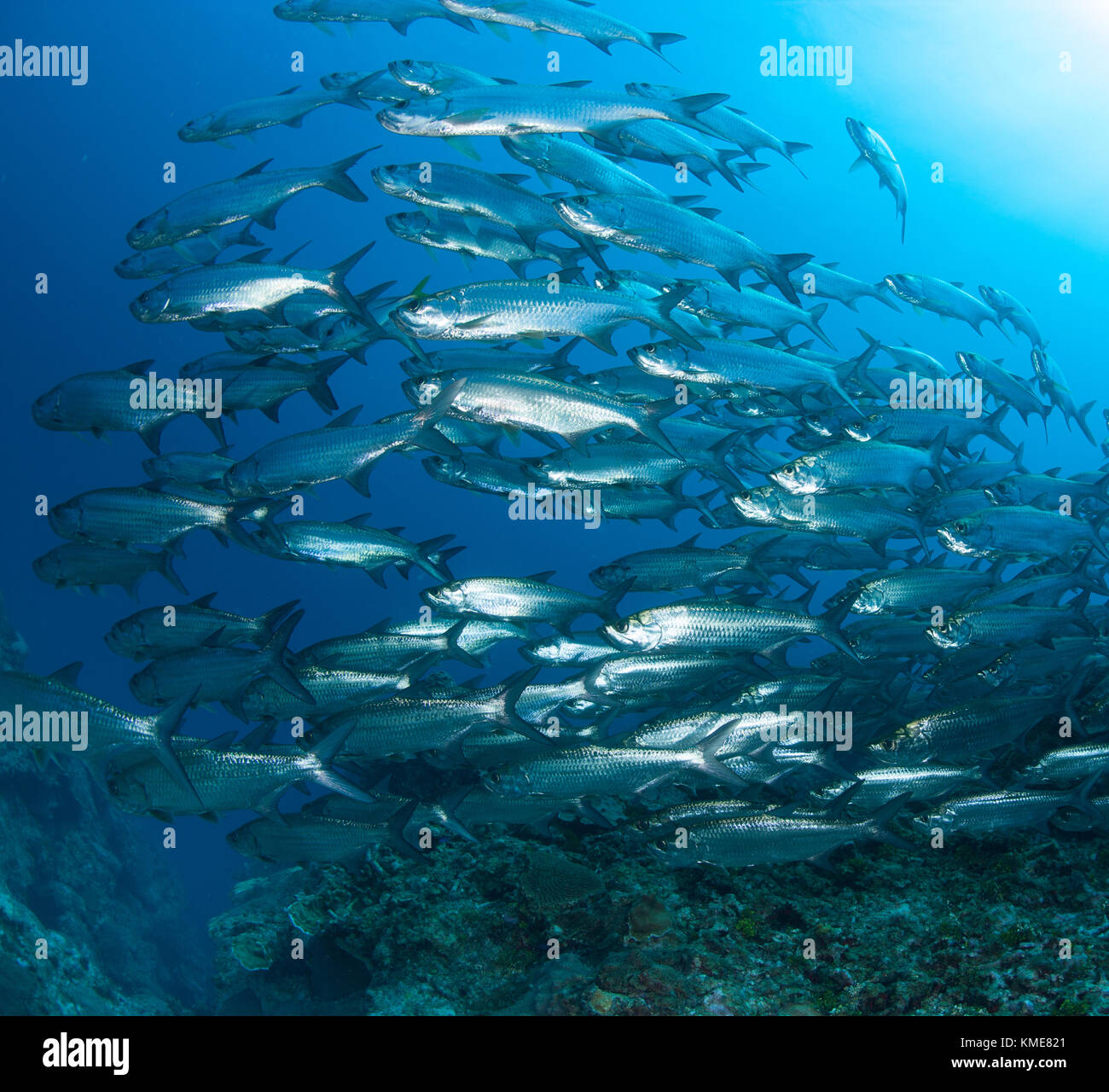 Gran Escuela de tarpon, ISLAS CAIMÁN Foto de stock