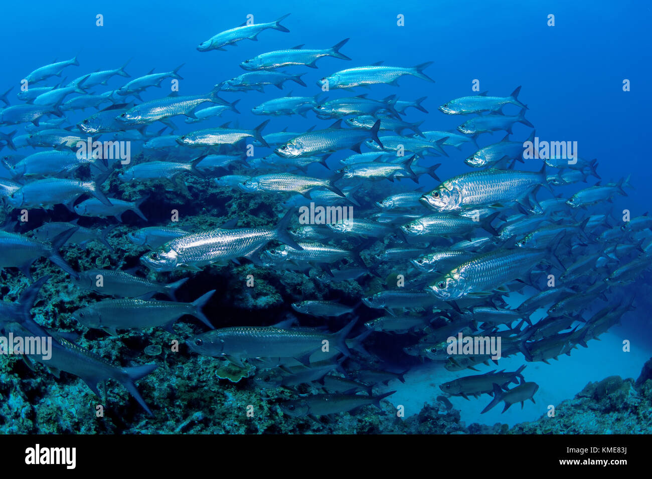 Gran Escuela de tarpon, ISLAS CAIMÁN Foto de stock