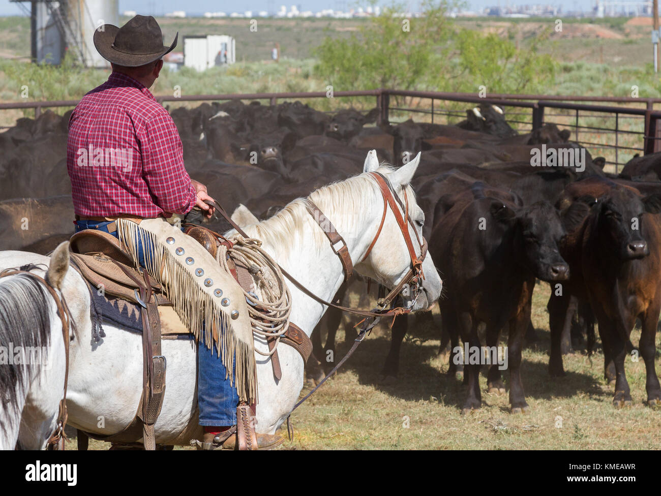Texas Panhandle cowboy a caballo trabaja ganado con tanques de almacenamiento de petróleo en la distancia Foto de stock