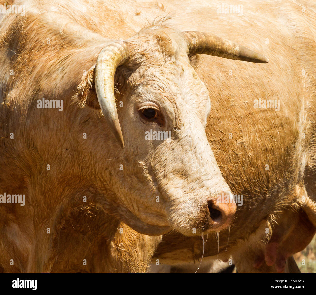 Gama con cuernos de ganado Foto de stock