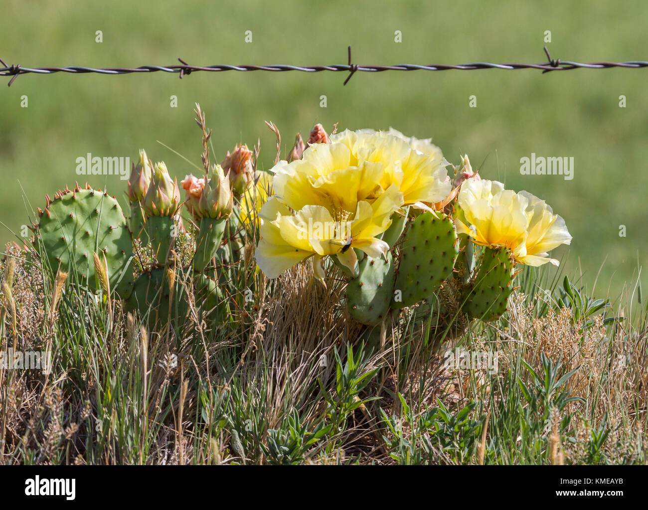 Nopal creciendo bajo un cerco de alambre de púas está en plena floración Foto de stock