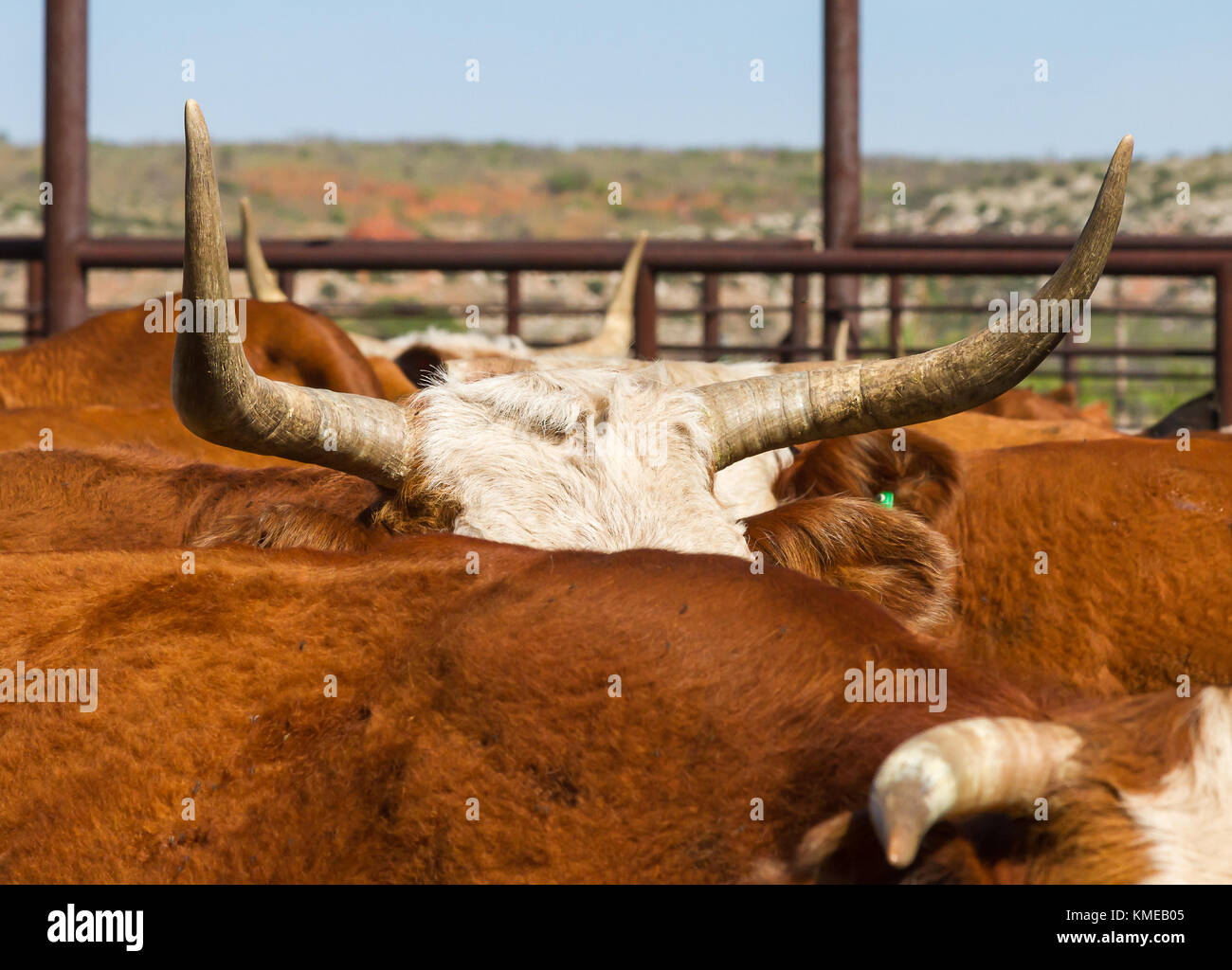 Dirección cara blanca con grandes cuernos en una pluma de ganado Foto de stock