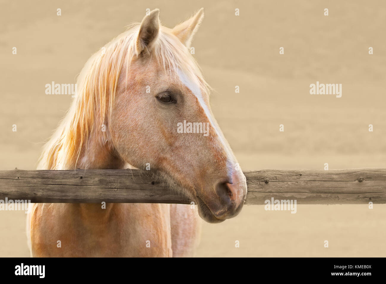 Palomino caballo mira sobre un raíl corral de madera Foto de stock