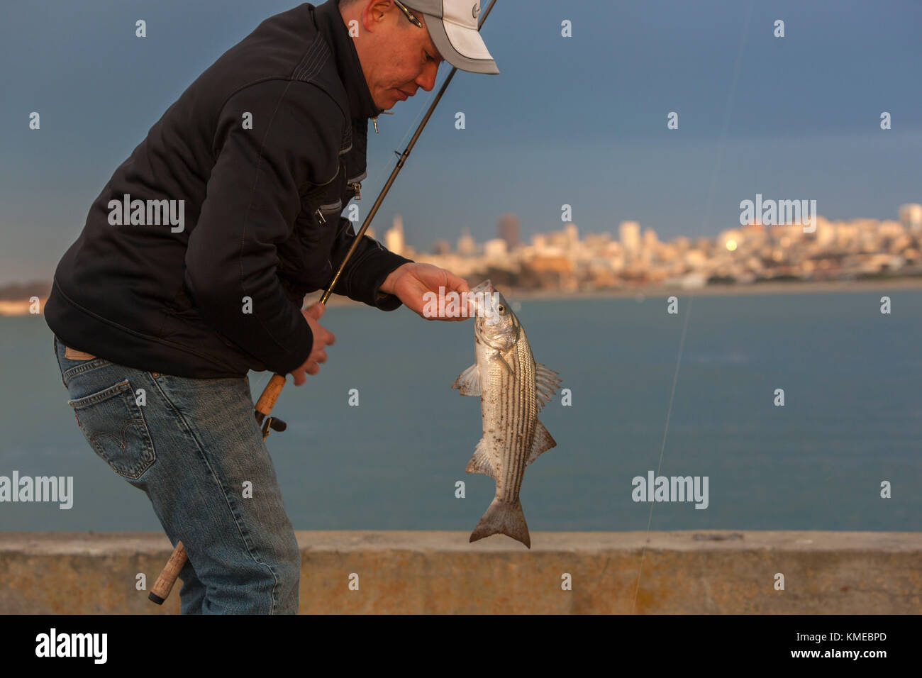 Pescador mantiene atrapada la lobina rayada (Morone saxatilis), Golden Gate, el muelle de San Francisco, California, EE.UU. Foto de stock